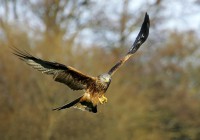 /album/birds-of-prey/copy-1-of-gig1-332-filtered-jpg/
